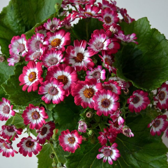 Cineraria nebo také Senecio cruentus,  optimální teplota 15 - 17 stupňů | foto: Jolana Nováková,  Český rozhlas