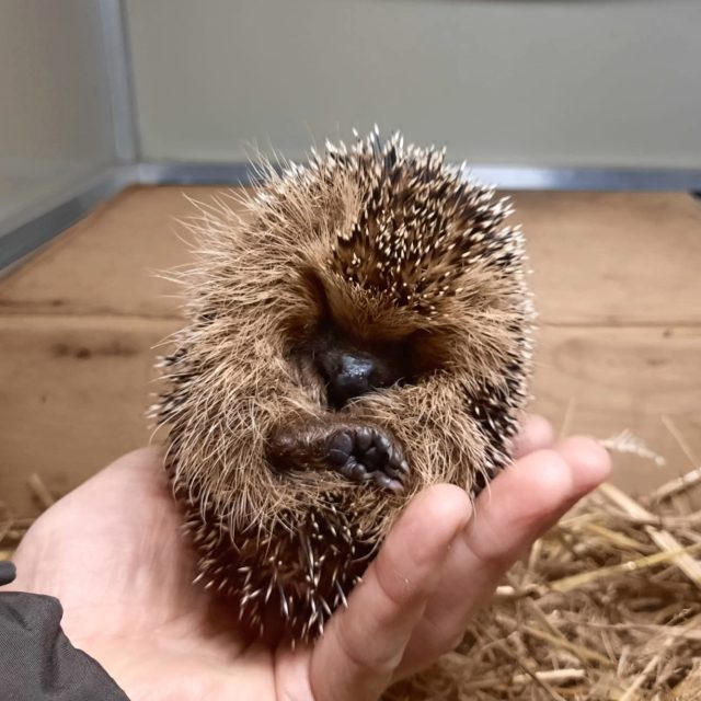 Mládě ježka v liberecké záchranné stanici Archa | foto: Tomáš Mařas,  Český rozhlas