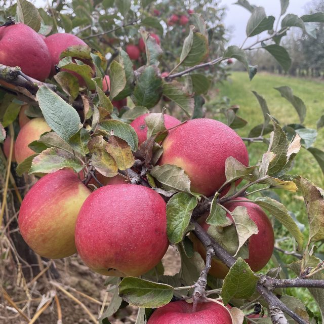 Odborníci šlechtí nové,  odolnější druhy,  pomáhají jim v tom moderní technologie | foto: Ondřej Vaňura,  Český rozhlas