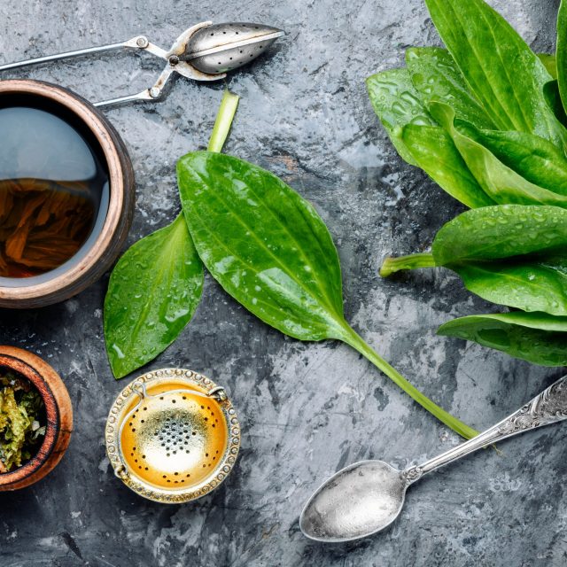 Z jitrocele se dá připravit třeba čaj | foto: Profimedia