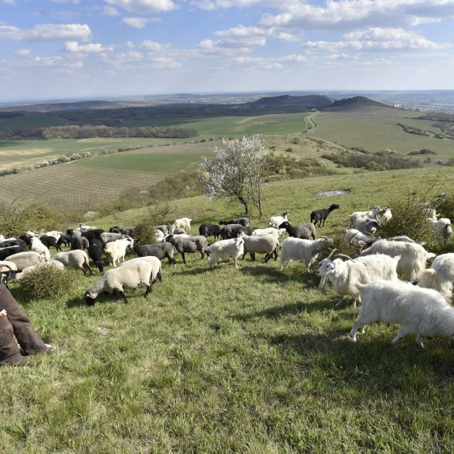 Pastýřka Kamila Zavadilová pase bezmála stočlenné stádo ovcí a koz v přírodní rezervaci Stolová hora na vrcholcích Pálavy | foto: Václav Šálek,  ČTK