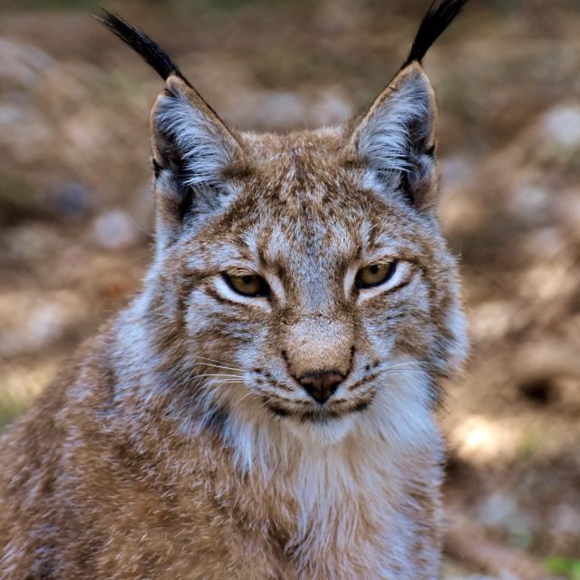 Rys ostrovid  (ilustrační foto) | foto: Fotobanka Pixabay,  CC0 1.0