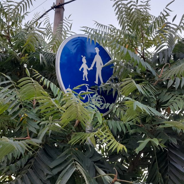 Invazní rostlina pajasan  (ilustrační foto) | foto: Zuzana Zejdová,  Český rozhlas