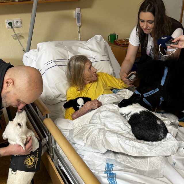 Koník Emil splnil přání klientů z Domova pro seniory Nopova | foto: Ondřej Schneider,  Český rozhlas