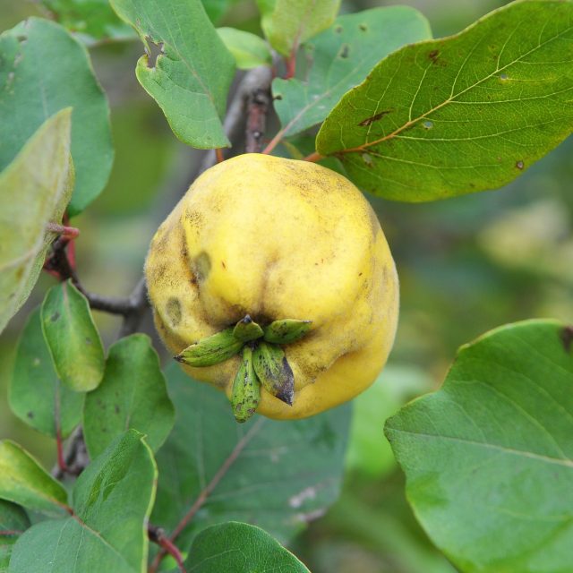 Kdoule | foto: Profimedia