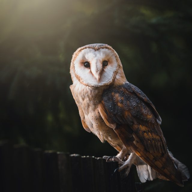 Sova pálená | foto: Shutterstock