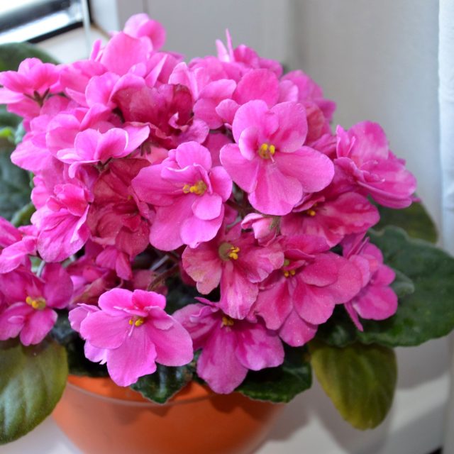 Z kvetoucích pokojovek můžeme v kuchyni zkusit pěstovat africkou fialku | foto: Jolana Nováková,  Český rozhlas