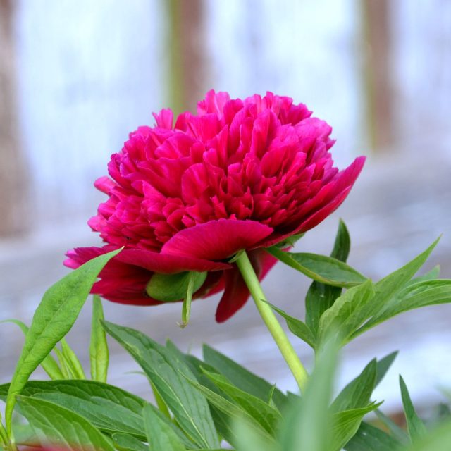 Květ pivoňky lékařské mívá v průměru 9 až 13 centimetrů | foto: Jolana Nováková,  Český rozhlas