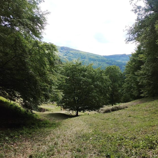 Bílé Karpaty | foto: Leona Nevařilová,  Český rozhlas