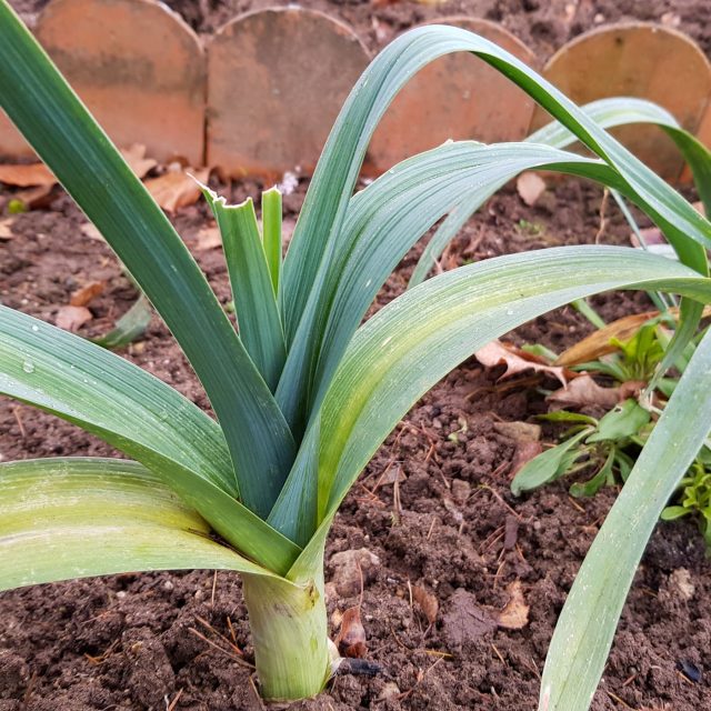 Pórek vydrží pod sněhem až do jara | foto: Irena Šarounová,  Český rozhlas