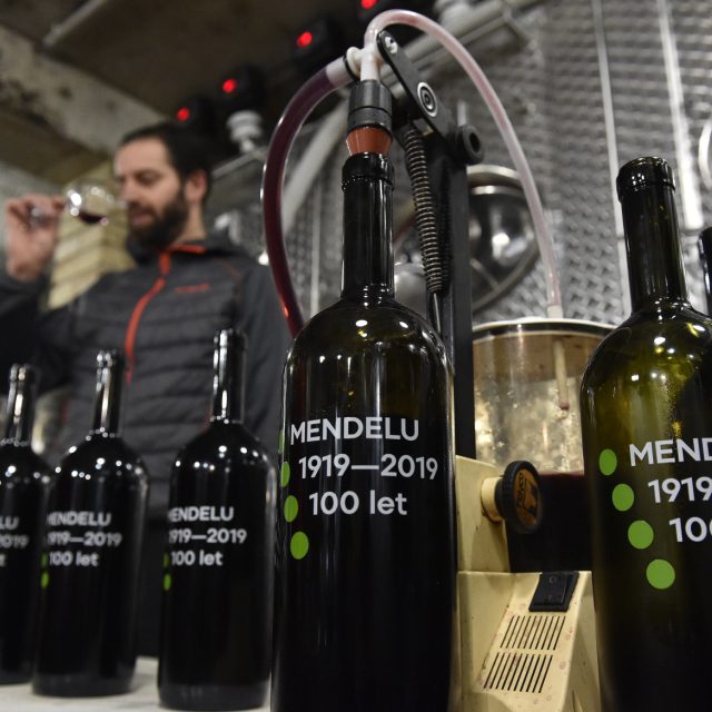 Červené víno odrůdy Cerason ručně lahvovali odborníci ze Zahradnické fakulty Mendelovy univerzity | foto: Václav Šálek,  ČTK