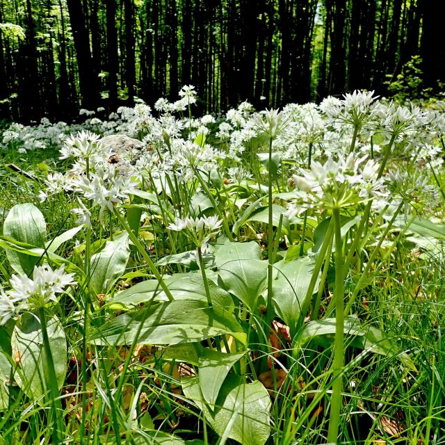 Česnek medvědí  (Allium ursinum) | foto: Martina Sihelská,  Český rozhlas Plzeň