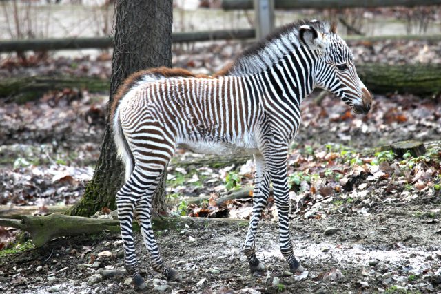 Mládě zebry Grévyho,  samička Mia,  je prvním letošním mládětem narozeným v brněnské Zoo | foto:  Zoo Brno