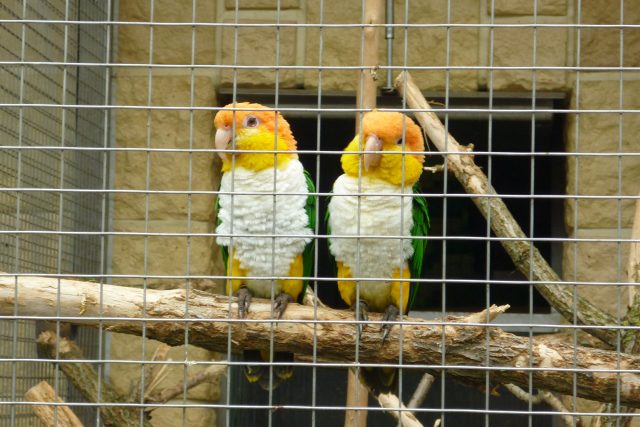 Papouščí zoo v Bošovicích | foto: Zuzana Plíšková