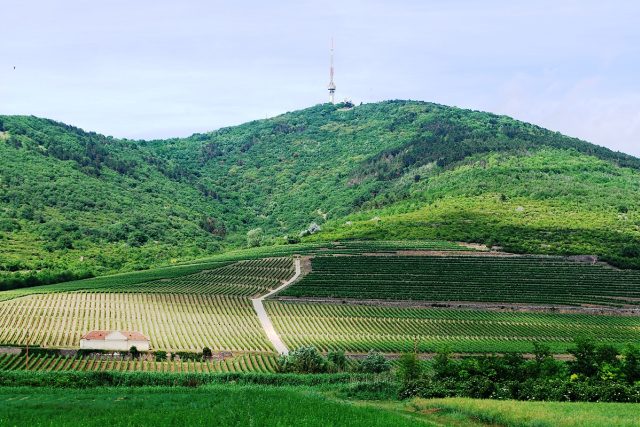 Tokajské víno se vyrábí z hroznů sklizených ve vymezené oblasti na severu Maďarska kolem hory Tokaj | foto: Jaroslav Skalický
