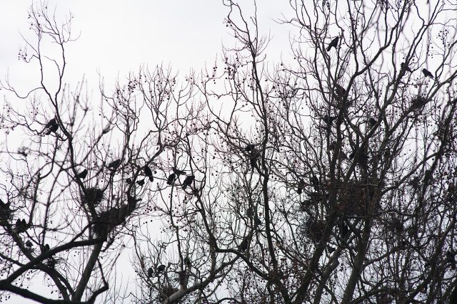 V parku Střelnice v Chrudimi mají havrani klid. Jsou jich tam tisíce | foto: Honza Ptáček,  Český rozhlas