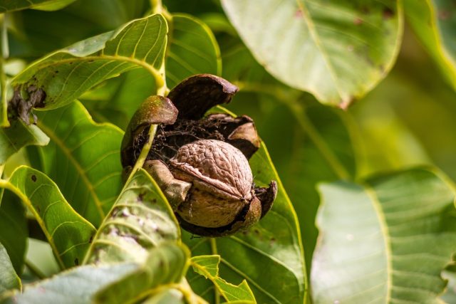 Vlašský ořech | foto: Fotobanka Pixabay
