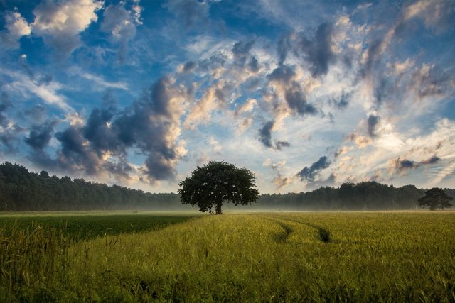 Krajina,  strom,  pole,  ilustrační foto | foto: Fotobanka Pixabay