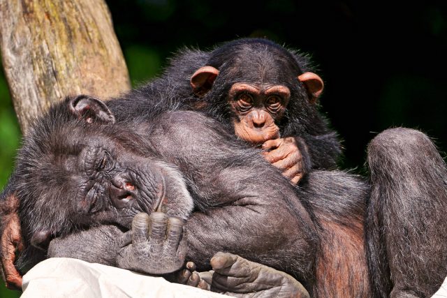 Šimpanzi | foto: Creative Commons Attribution-NoDerivs 2.0 Generic,  Tambako The Jaguar