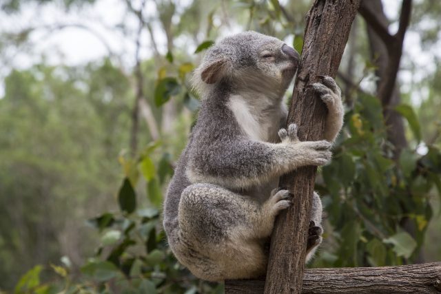 Sčítat velká zvířata,  třeba antilopy,  z letadel nebo satelitů bývá poměrně běžné. U koalů by to nemělo smysl,  protože se schovávají pod korunami eukalyptových stromů. | foto: CC0 Public domain,   lvlaomi