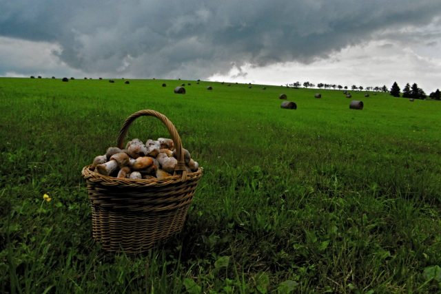 Houby rostou! | foto: Milan Baják,  Český rozhlas