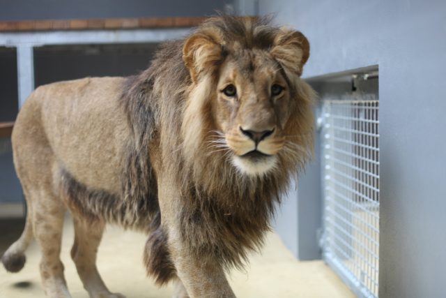 Dvouletý konžský lev Lolek přijel do Brna z Gdaňsku. | foto:  Zoo Brno