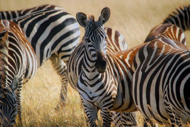 zebra | foto:  pixabay.com
