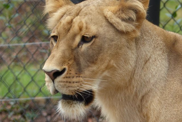 Lvi se do brněnské zoologické zahrady vrátili teprve letos v létě. | foto: Petr Tichý