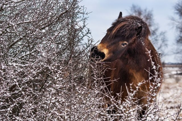 Divoké koně spásají milovické pastviny | foto: Michal Köpping