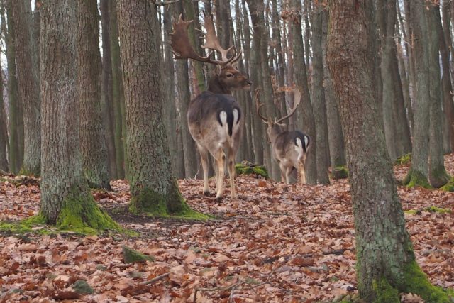 Při troše štěstí jsou vidět zvířata opravdu zblízka | foto: Lesy města Brna