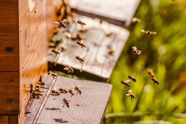 Včely,  včelín  (ilustrační) | foto: Pixabay