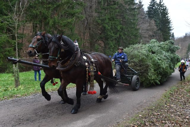 Povoz tažený koňmi veze z Bílovic nad Svitavou na náměstí Svobody v Brně vánoční strom | foto: Václav Šálek,  ČTK