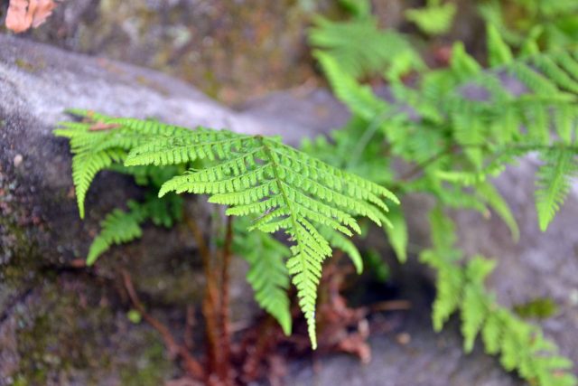 Kapradiny do stinných míst | foto: Jolana Nováková,  Český rozhlas