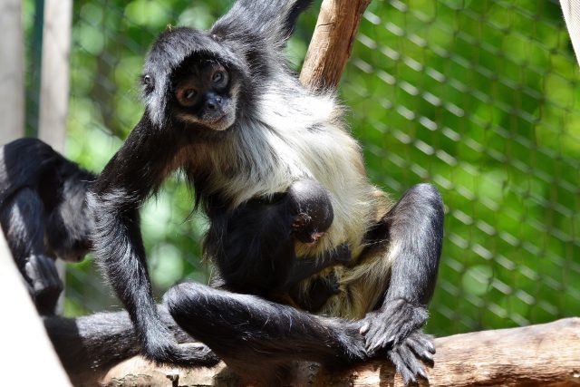 V děčínské zoo se narodilo už druhé chápaní mládě | foto: Zoo Děčín