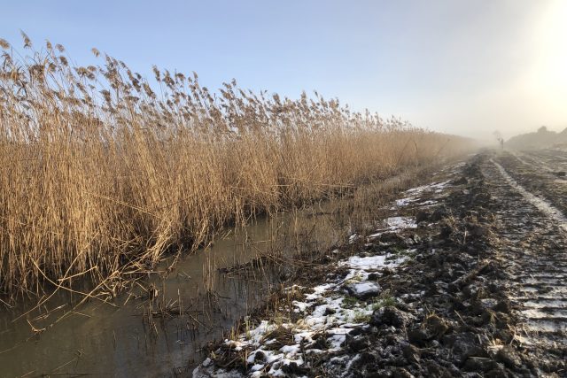 Vodohospodáři prodlouží koryto řeky Trkmanky u Velkých Pavlovic | foto: Petr Tichý,  Český rozhlas