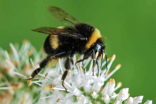 Hmyz je pro člověka klíčový,  opyluje plodiny k obživě  (ilustrační foto) | foto: Pixabay