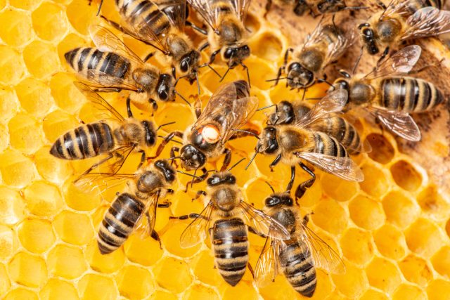 Včely | foto: Shutterstock