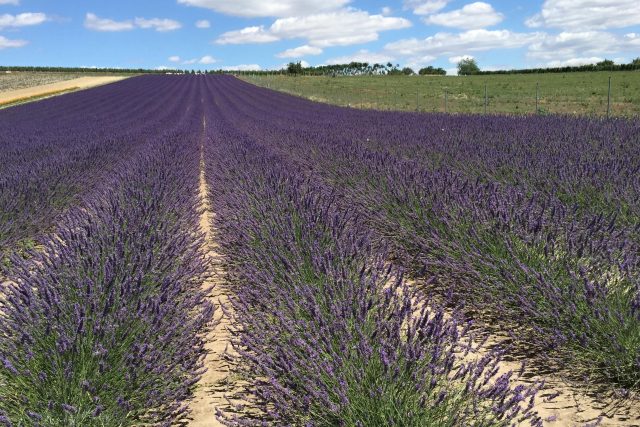 Provence na jihu Moravy | foto: Štěpánka Kadlečková