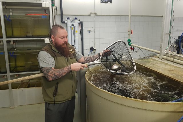 V Brně začali odborníci testovat chovné systémy,  které dokážou v nádržích pro ryby udržet potřebný chlad a čistotu | foto: Ivana Chatrná,  Český rozhlas