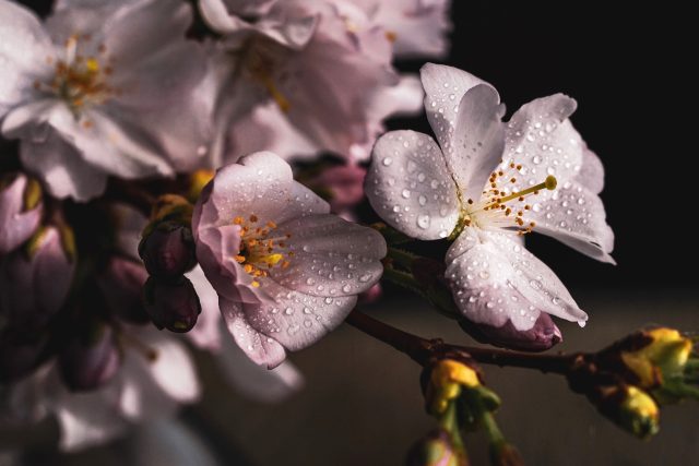Kvetoucí třešeň | foto: Pixabay