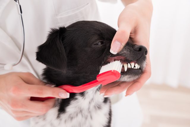 Čištění zubů je u psů stejně důležité jako u lidí | foto: Profimedia