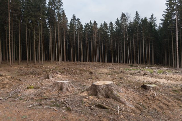 Na les nedaleko Nasavrk je smutný pohled | foto: Honza Ptáček,  Český rozhlas