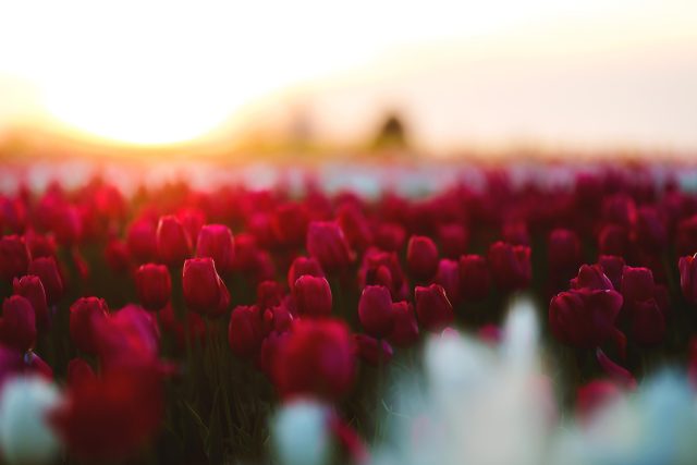 Květinové farmy zakládají především nadšenci,  kteří oceňují,  že květiny vypěstované v Česku opravdu voní,  jsou kvalitní  | foto: Pexels,  CC0 1.0