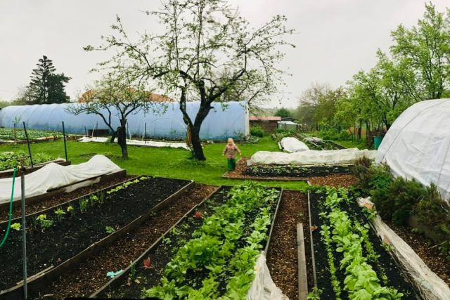 V řádcích rodinné farmy Částkov se to zelená | foto: Simona Hrochová
