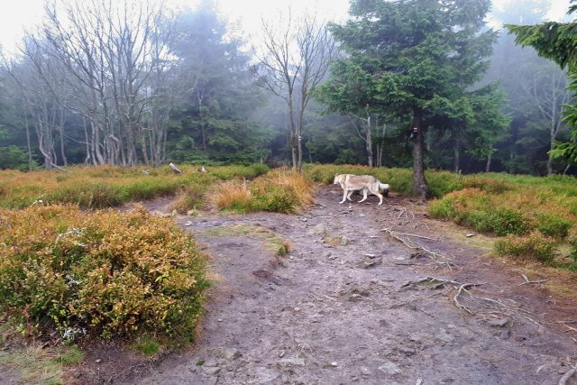 V oblasti okolo Smrku,  přes který vede jedna z tras Stezky Českem,  můžete při velké dávce štěstí zahlédnout i vlka  (na snímku je ale pouze pes některého z turistů) | foto: Romana Kubicová,  Český rozhlas