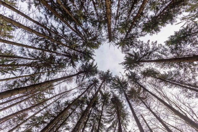 Smrková monokultura není přirozená. V přírodě tak špatně odolává nepříznivým vlivům,  jako jsou škůdci nebo klimatické změn | foto: Honza Ptáček,  Český rozhlas