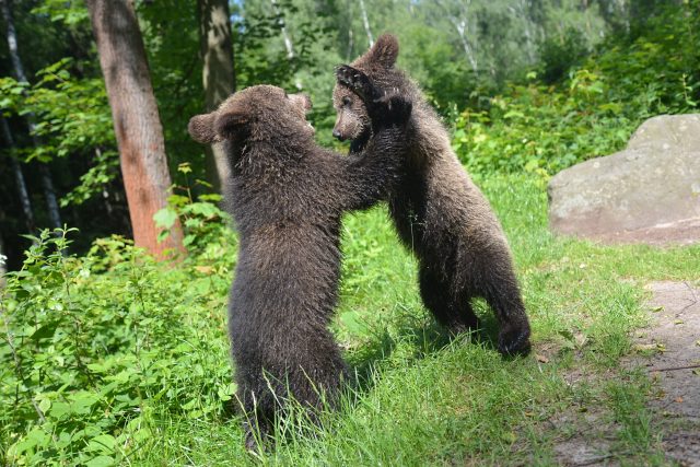 Agáta a Martin,  medvíďata,  která vychoval Václav Chaloupek | foto: Jana Myslivečková,  Český rozhlas