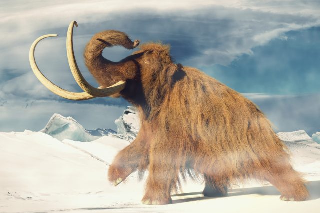 Počítačová 3D rekonstrukce ukazuje,  jak asi vypadali mamuti | foto: Shutterstock