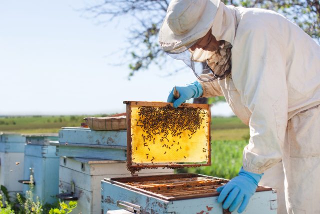 Co všechno lidstvu dávají včely? | foto: Shutterstock