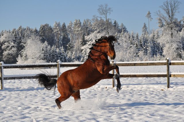 Kůň,  sníh,  zima | foto: Pixabay